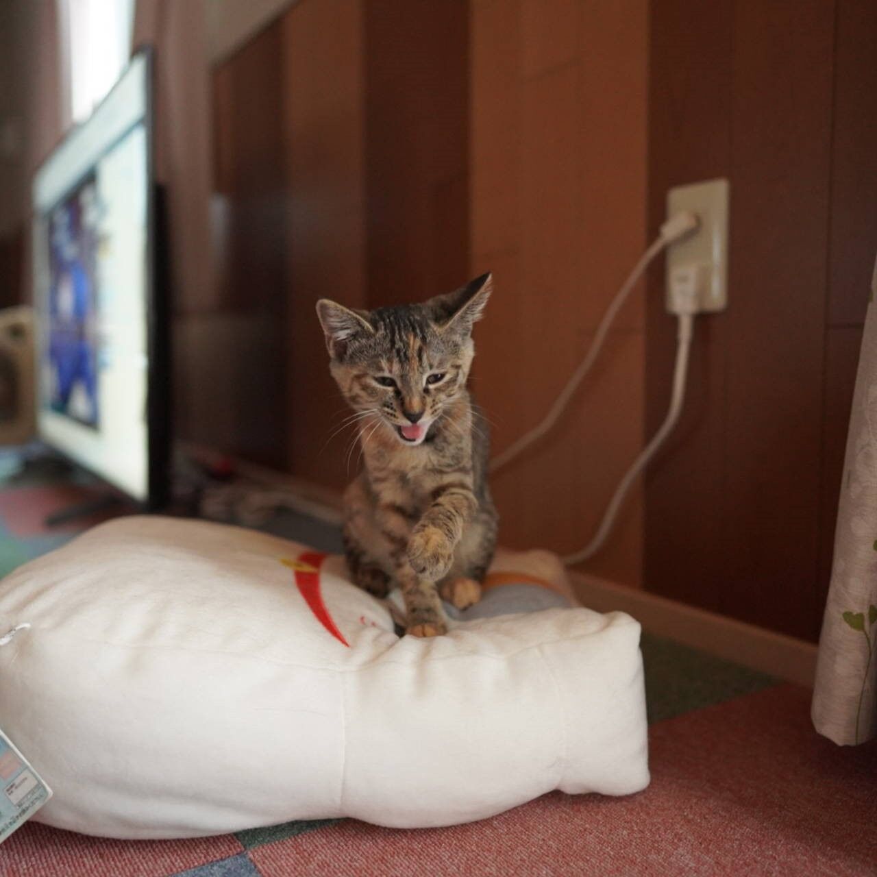 子猫その72 猫カフェ行きたいって言いだす飼い主とゴミ箱倒す子猫と 猫1502 ねことアパートと1人暮らし とらやんとおらと