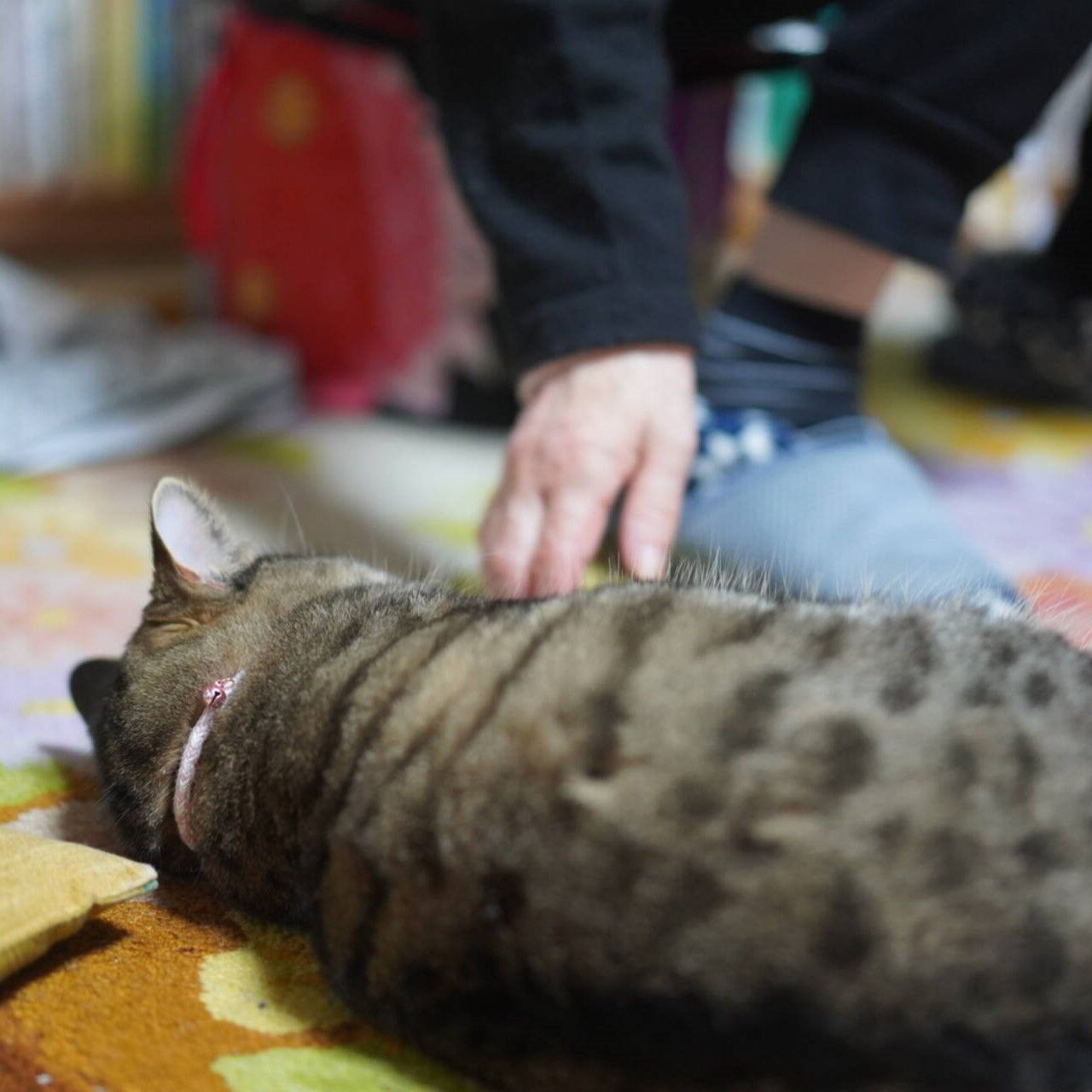 (猫920)退去前のアパートで盛大な汚れを作る飼い主とご飯たくさん食べる元子猫と ねことアパートと1人暮らし～とらやんとおらと～
