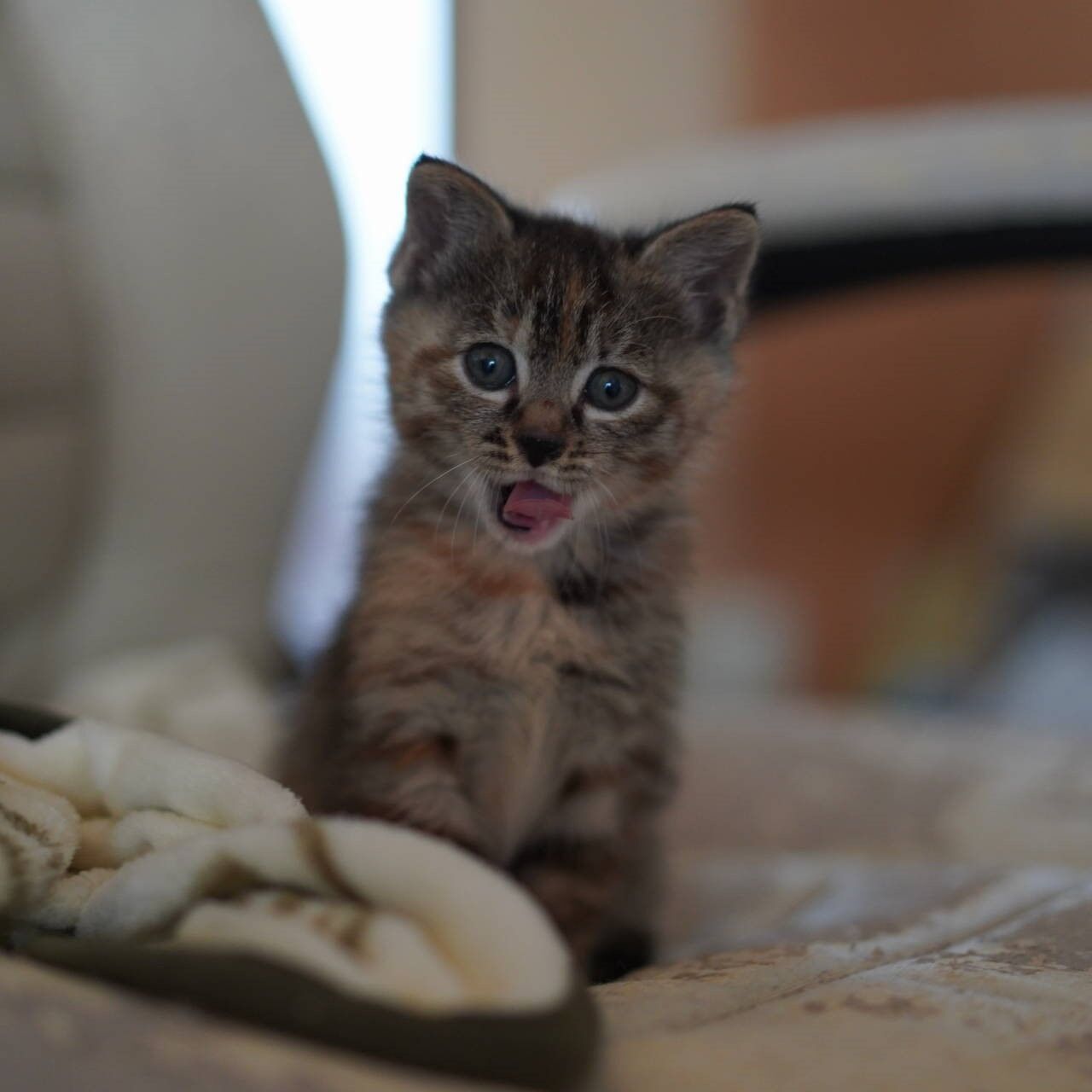 子猫その18 子猫だっこ好き化計画を実行するべさ 猫1445 ねことアパートと1人暮らし とらやんとおらと 子猫その18 子猫だっこ好き化計画を実行するべさ 猫1445 ねことアパートと1人暮らし とらやんとおらと