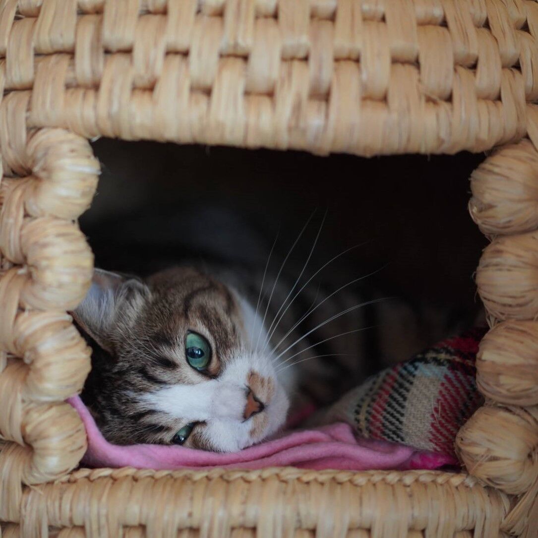 大家さんがご近所に嫌われてる話と久々猫ちぐらまったりの愛猫と 子猫その6 猫1641 ねことアパートと1人暮らし とらやんとおらと 大家さんがご近所に嫌われてる話と久々猫ちぐらまったりの愛猫と 子猫その6 猫1641 ねことアパートと1人暮らし とらやんとおらと