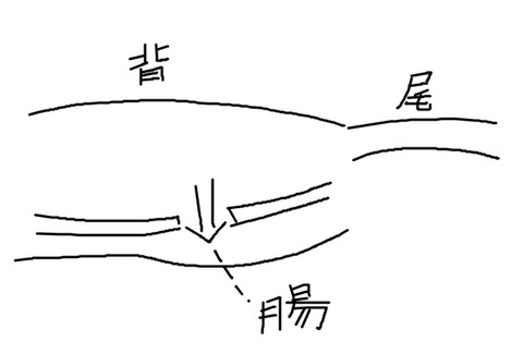 BlogPaint