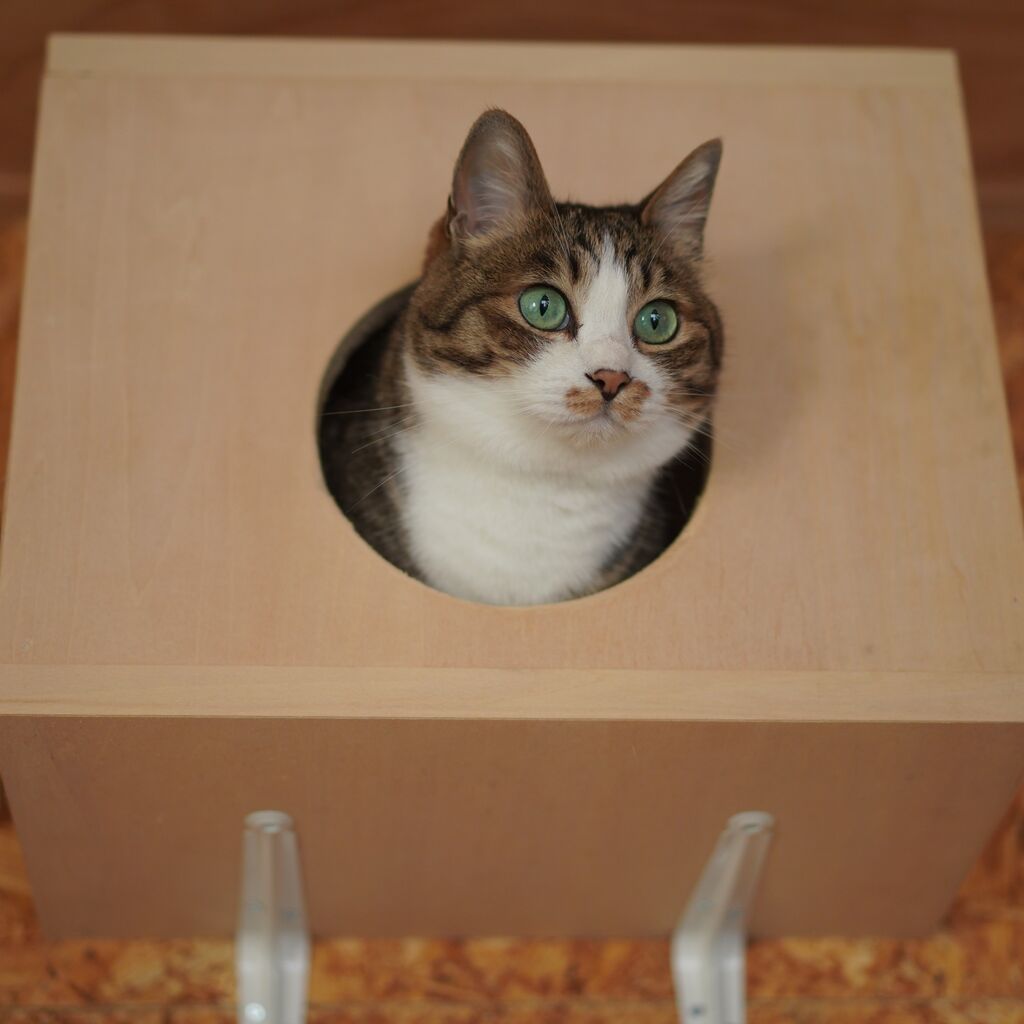 北向きの部屋だから寒いのかもしれない説と巣箱から頭出して 北向きの部屋だから寒いのかもしれない説と巣箱から頭出して