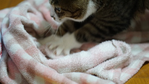 DSC01923