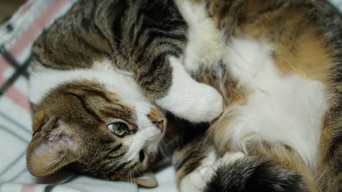 昼寝猫4