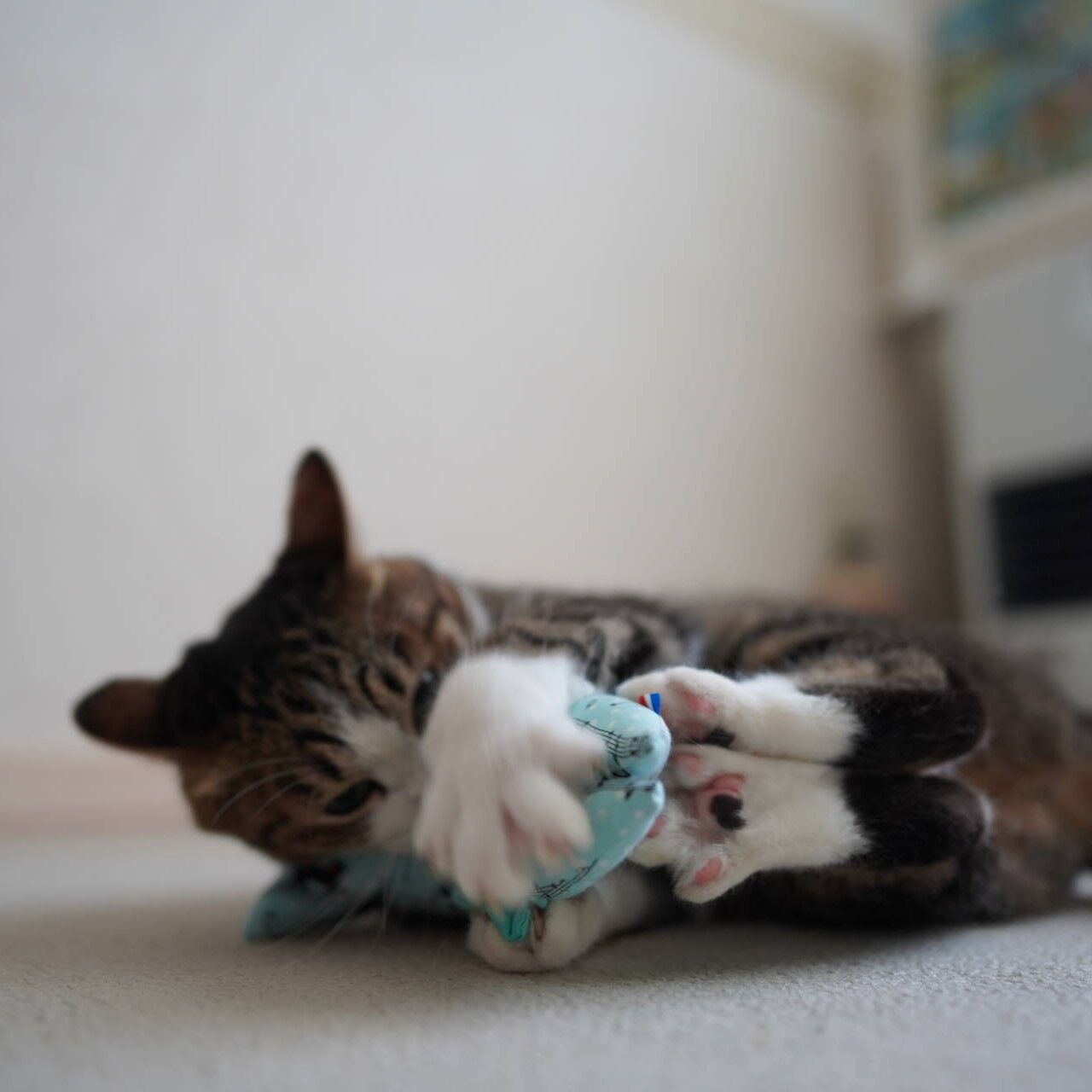 猫1145 非常食を点検する飼い主とけりぐるみに襲い掛かる愛猫と ねことアパートと1人暮らし 猫1145 非常食を点検する飼い主とけりぐるみに襲い掛かる愛猫と ねことアパートと1人暮らし