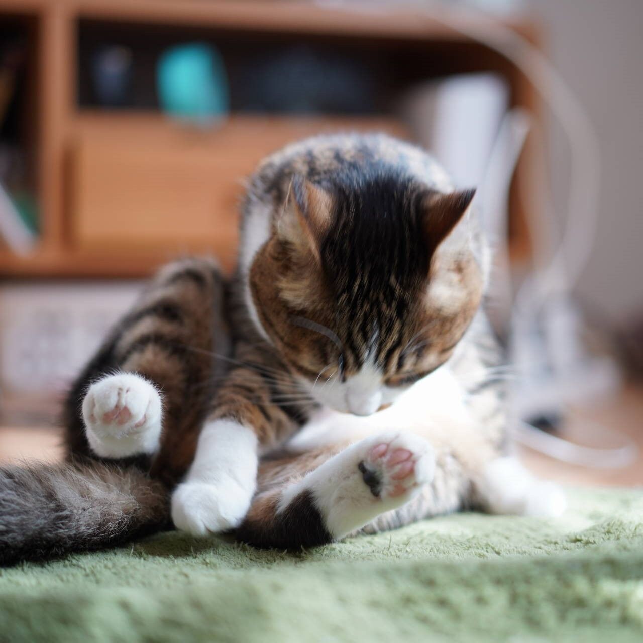 猫8 穴空いた靴下縫う飼い主と靴下にゃんこの愛猫と ねことアパートと1人暮らし