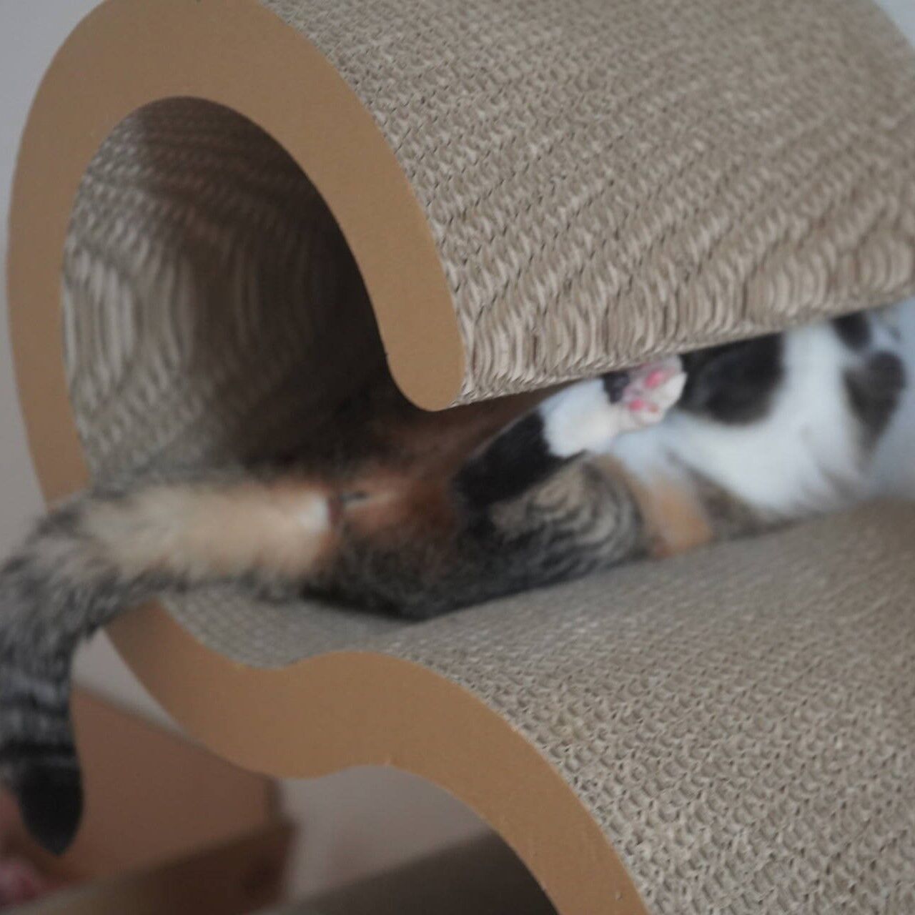 猫906 コンビニのホールケーキに思いをはせる飼い主と爪とぎで程よく暴れる愛猫と ねことアパートと1人暮らし 猫906 コンビニのホールケーキに思いをはせる飼い主と爪とぎで程よく暴れる愛猫と ねことアパートと1人暮らし