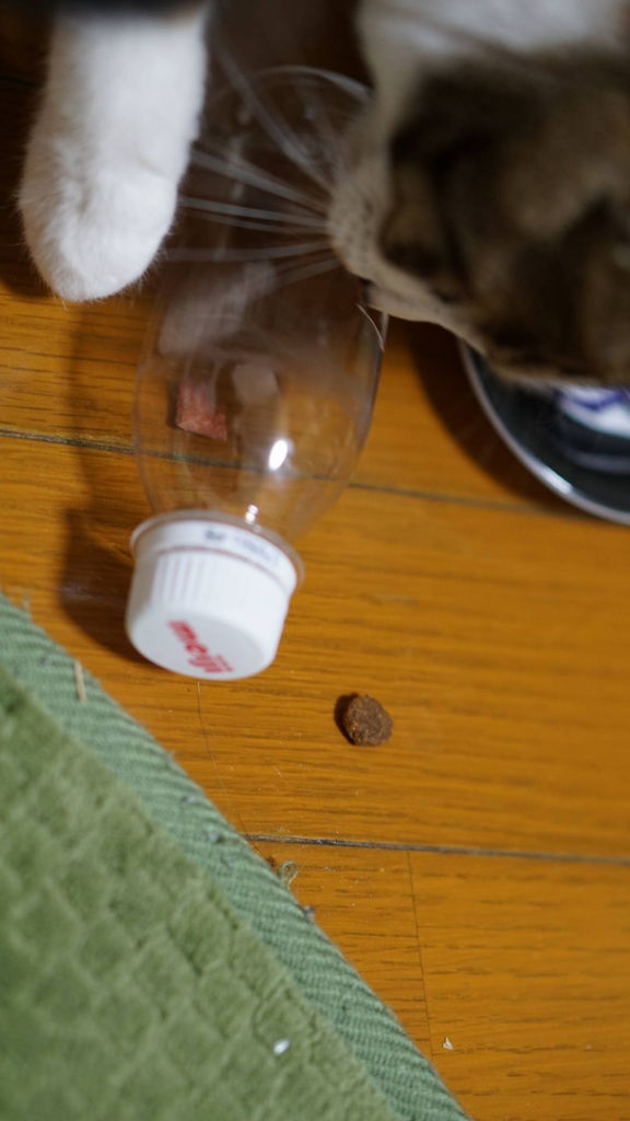 猫2 ためしてガッテンでやってた本能をくすぐるおもちゃを作ってみたヨ ねことアパートと1人暮らし とらやんとおらと 猫2 ためしてガッテンでやってた本能をくすぐるおもちゃを作ってみたヨ ねことアパートと1人暮らし とらやんとおらと