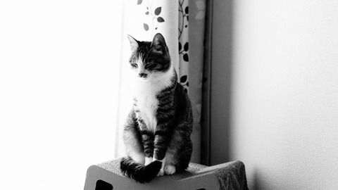 DSC06558