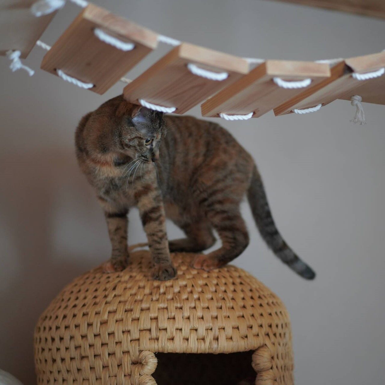 大家さんがご近所に嫌われてる話と久々猫ちぐらまったりの愛猫と 子猫その6 猫1641 ねことアパートと1人暮らし とらやんとおらと 大家さんがご近所に嫌われてる話と久々猫ちぐらまったりの愛猫と 子猫その6 猫1641 ねことアパートと1人暮らし とらやんとおらと