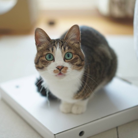 猫1131)ピザの箱踏んづける愛猫 : ねことアパートと1人暮らし～とらや