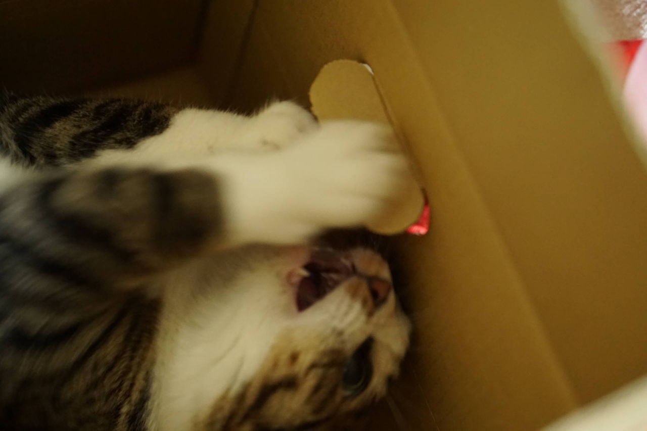 ねこ156 けりぐるみが意外と好評だった件 しかし 時々エビが可哀そうに見えてくる ねことアパートと1人暮らし とらやんとおらと