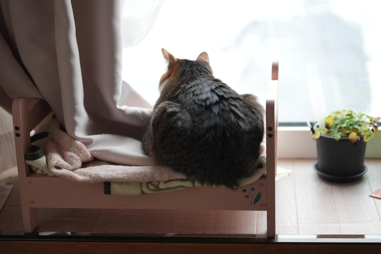 猫ベッド使ってくれるとらやんと六花亭の「ぼくの原点(ティラミス 