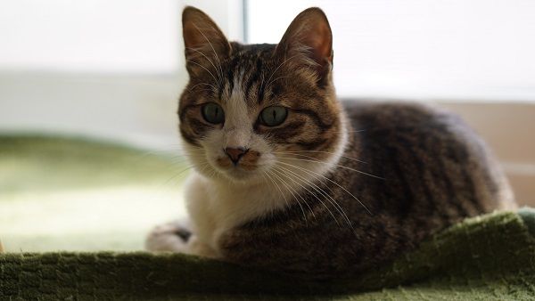 猫252)またサッカーしてるんず(´∀｀;)?って無くした万年筆じゃない 