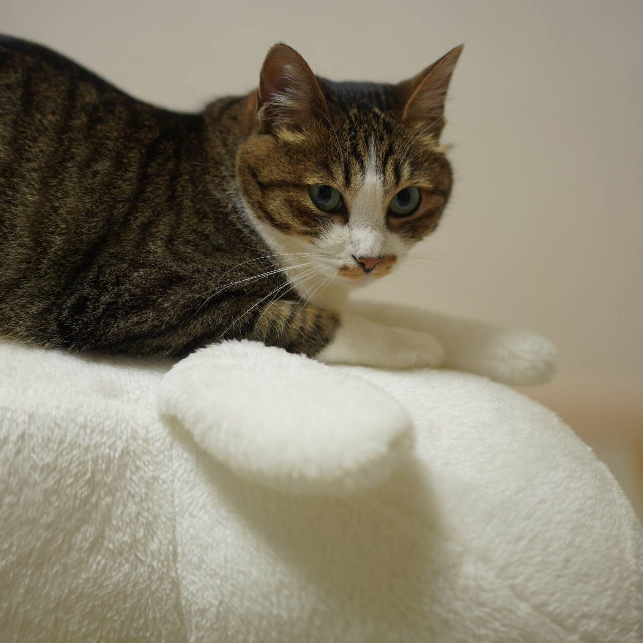 猫1116 ドラレコ取り付ける飼い主と兎椅子の上で寝る愛猫と ねことアパートと1人暮らし
