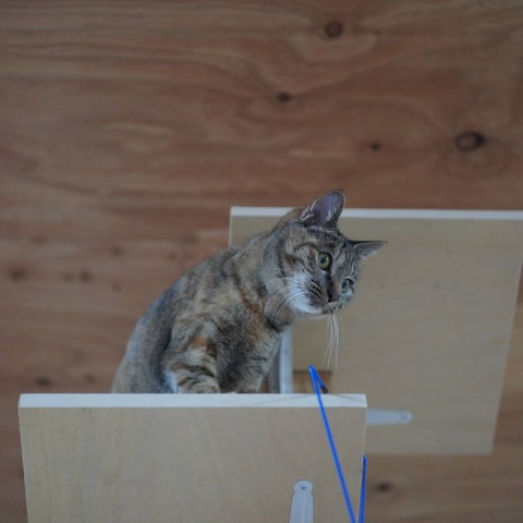 DSC03968