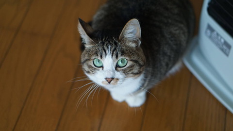 DSC00652