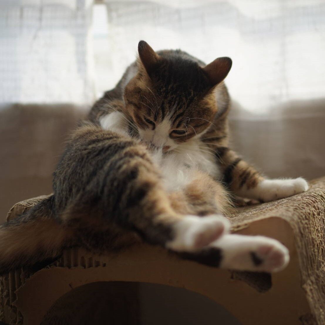 猫898)健康を有難く思う飼い主と毛づくろいする愛猫と : ねこと