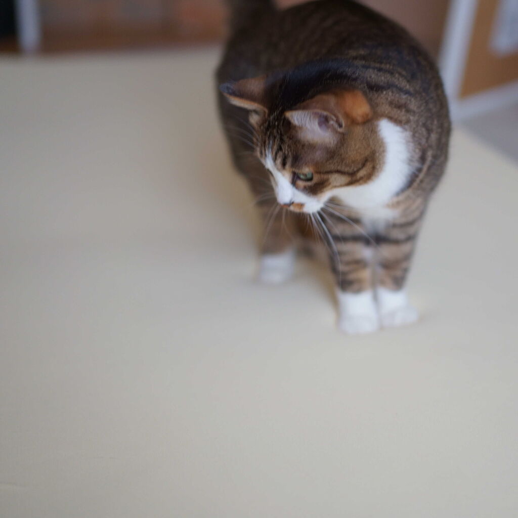 猫1018 安眠を求める飼い主とトゥルースリーパー乗っ取る愛猫と ねことアパートと1人暮らし とらやんとおらと