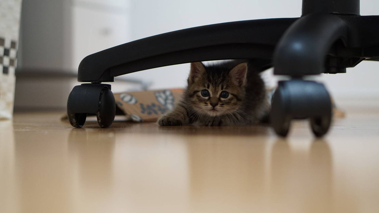 子猫16 椅子の下にすっぽり収まる子猫をみてしみじみする飼い主 猫652 ねことアパートと1人暮らし