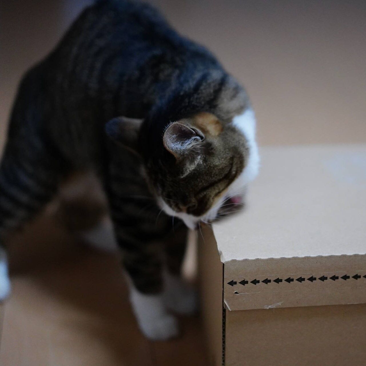 猫877 あいかわらずゲーリーな飼い主と月一で箱に穴をあける愛猫と ねことアパートと1人暮らし 猫877 あいかわらずゲーリーな飼い主と月一で箱に穴をあける愛猫と ねことアパートと1人暮らし