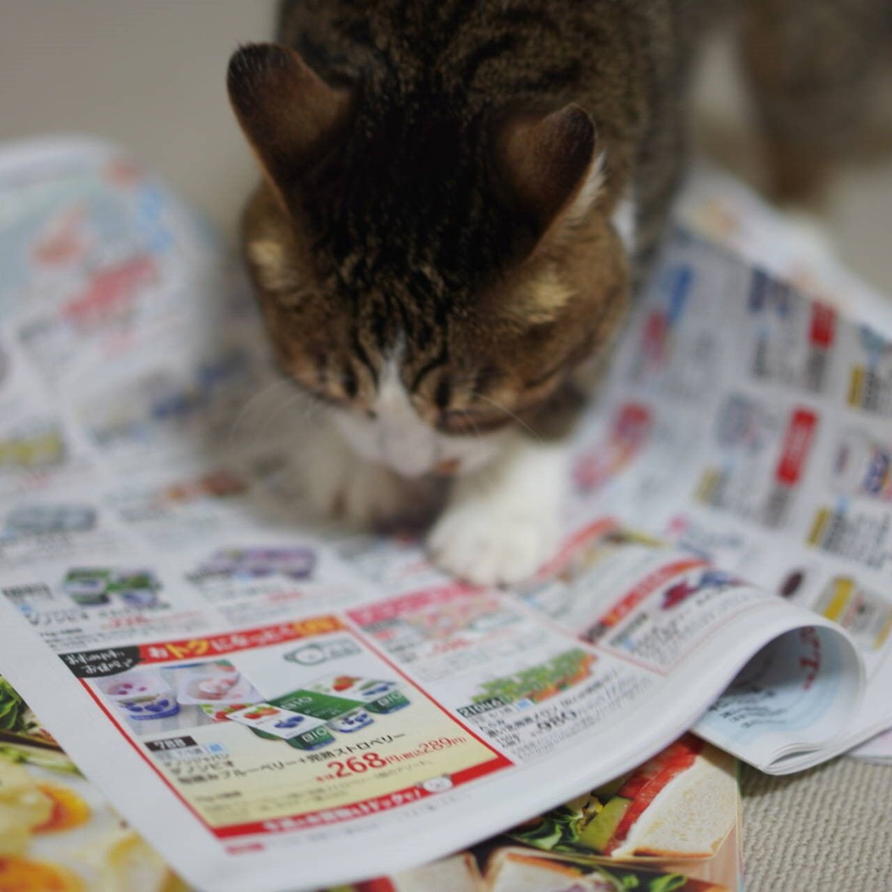 猫1096 札幌行きを悩む飼い主と通販カタログをめくる愛猫と ねことアパートと1人暮らし