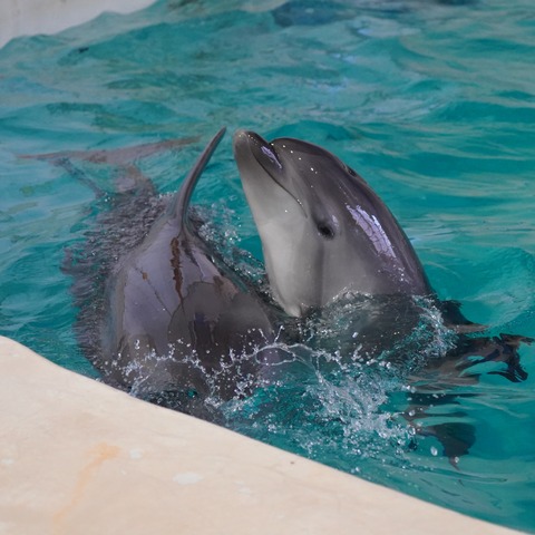 おたる水族館にイルカの赤ちゃん見に行こうぜ！ともの言いたげな