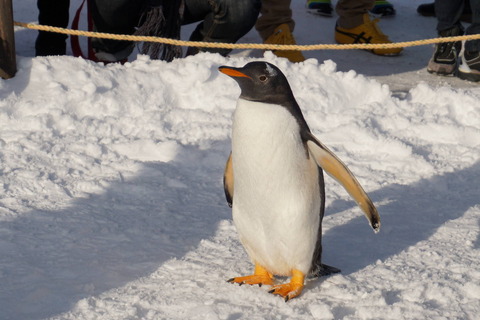 PENGUIN
