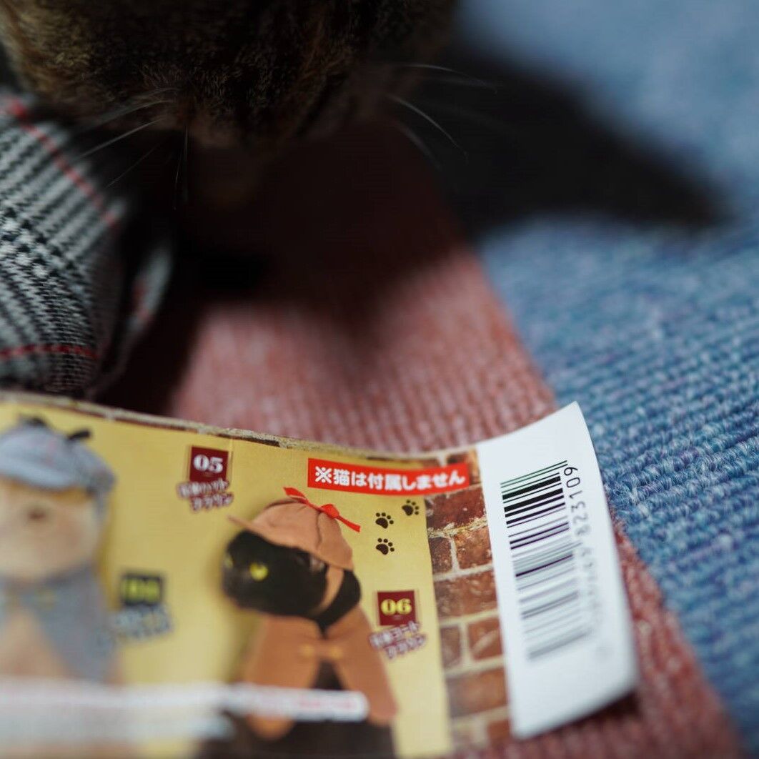 被り物苦手なのにセリアでは被り物してる愛猫について W 子猫その96 猫1528 ねことアパートと1人暮らし とらやんとおらと