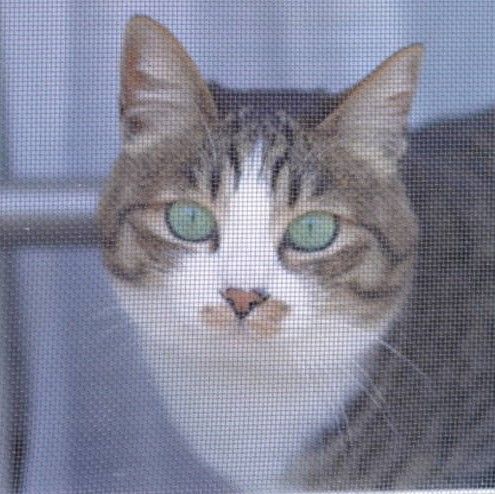 猫810)網戸越しの邂逅。お外の臭い嗅ぐのすきよね(´∀｀*) : ねこと 