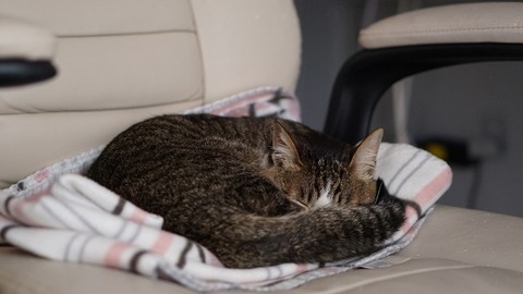 昼寝猫