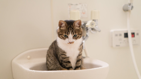 tomcatDSC07942_TP_V