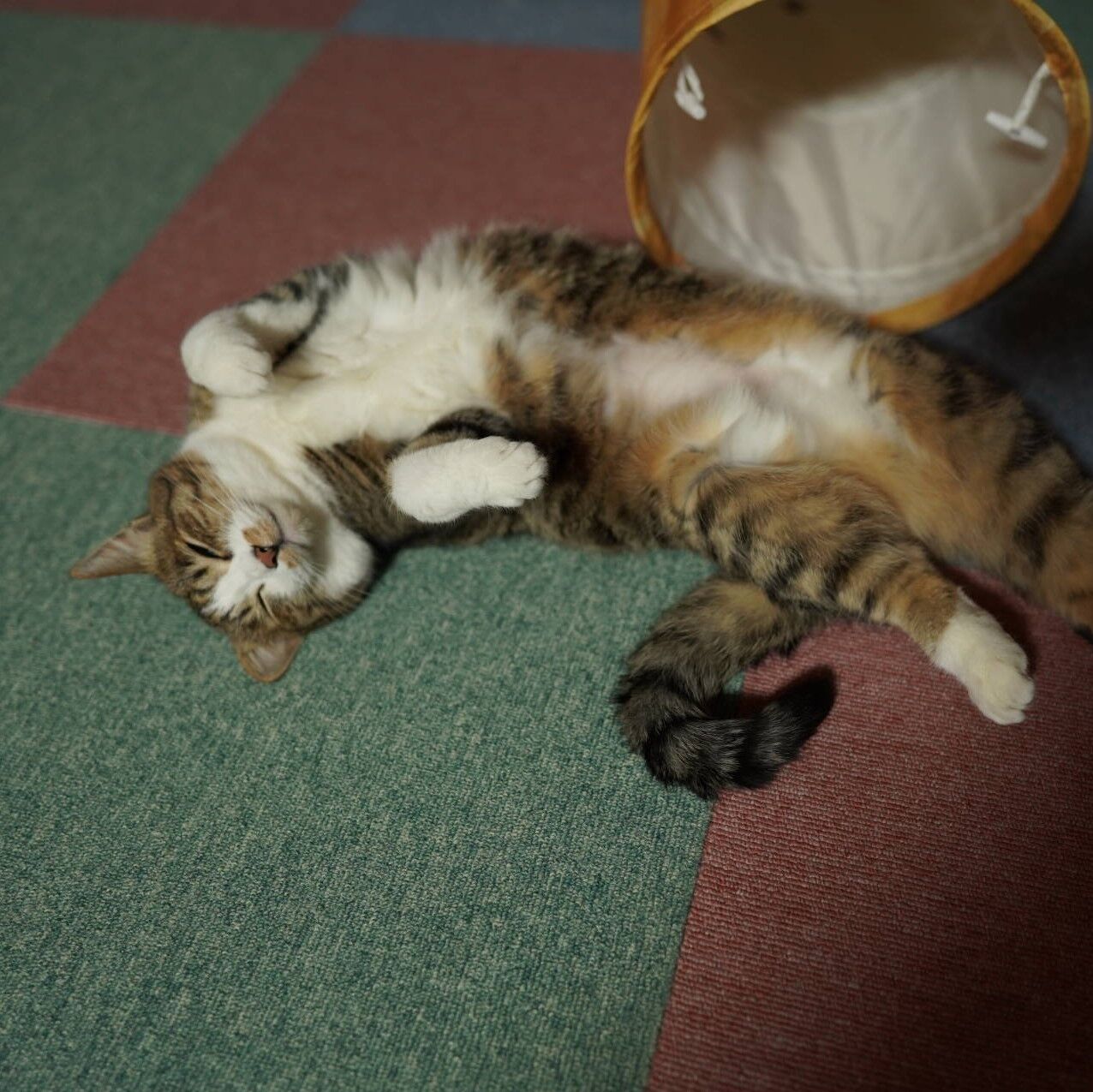 トラ猫　(D) 笑ってはいけないを見たい飼い主ときつねダンスポーズのとらやんと(猫