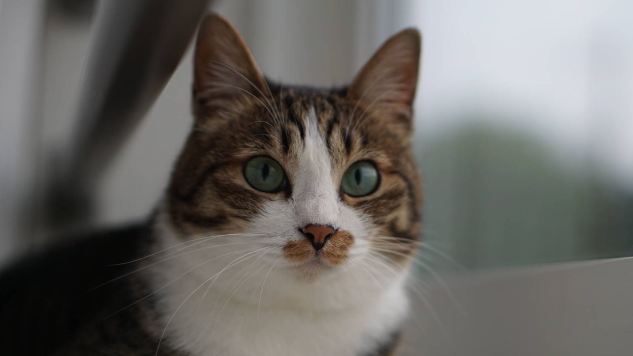 猫611 おらの敷金返してけろ ﾟ ﾉd ﾟ また不動産屋と揉めそうな件 ねことアパートと1人暮らし
