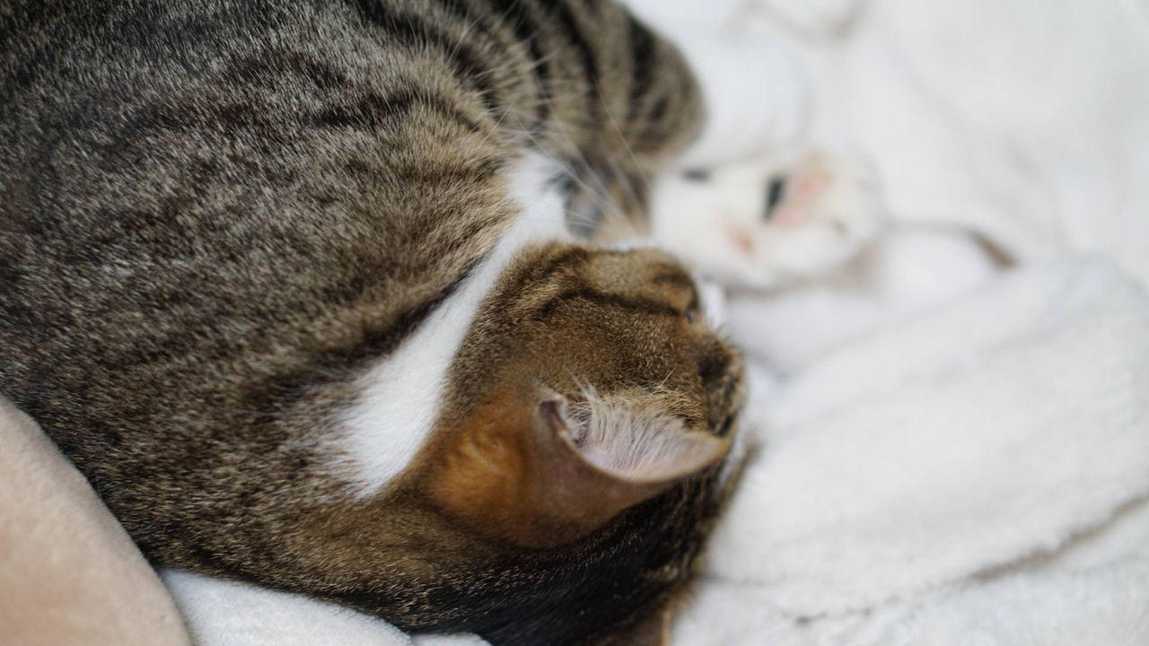 猫616 猫が傷つけた壁紙も減価償却適応だって ゚ ノd ゚ 退去時請求額が減った話 ねことアパートと1人暮らし とらやんとおらと 猫616 猫が傷つけた壁紙も減価償却適応だって ゚ ノd ゚ 退去時請求額が減った話 ねことアパートと1人暮らし とらやんとおらと