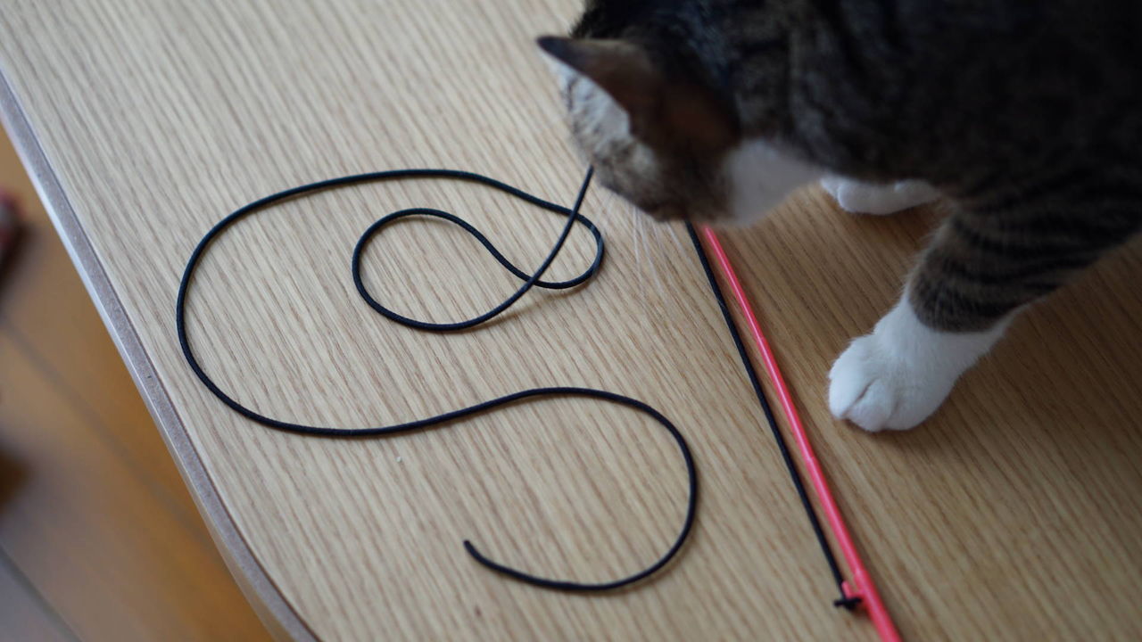猫308 おもちゃを自作 しましたヾ 思いのほか好評で禿げそうです ねことアパートと1人暮らし とらやんとおらと 猫308 おもちゃを自作 しましたヾ 思いのほか好評で禿げそうです ねことアパートと1人暮らし とらやんとおらと