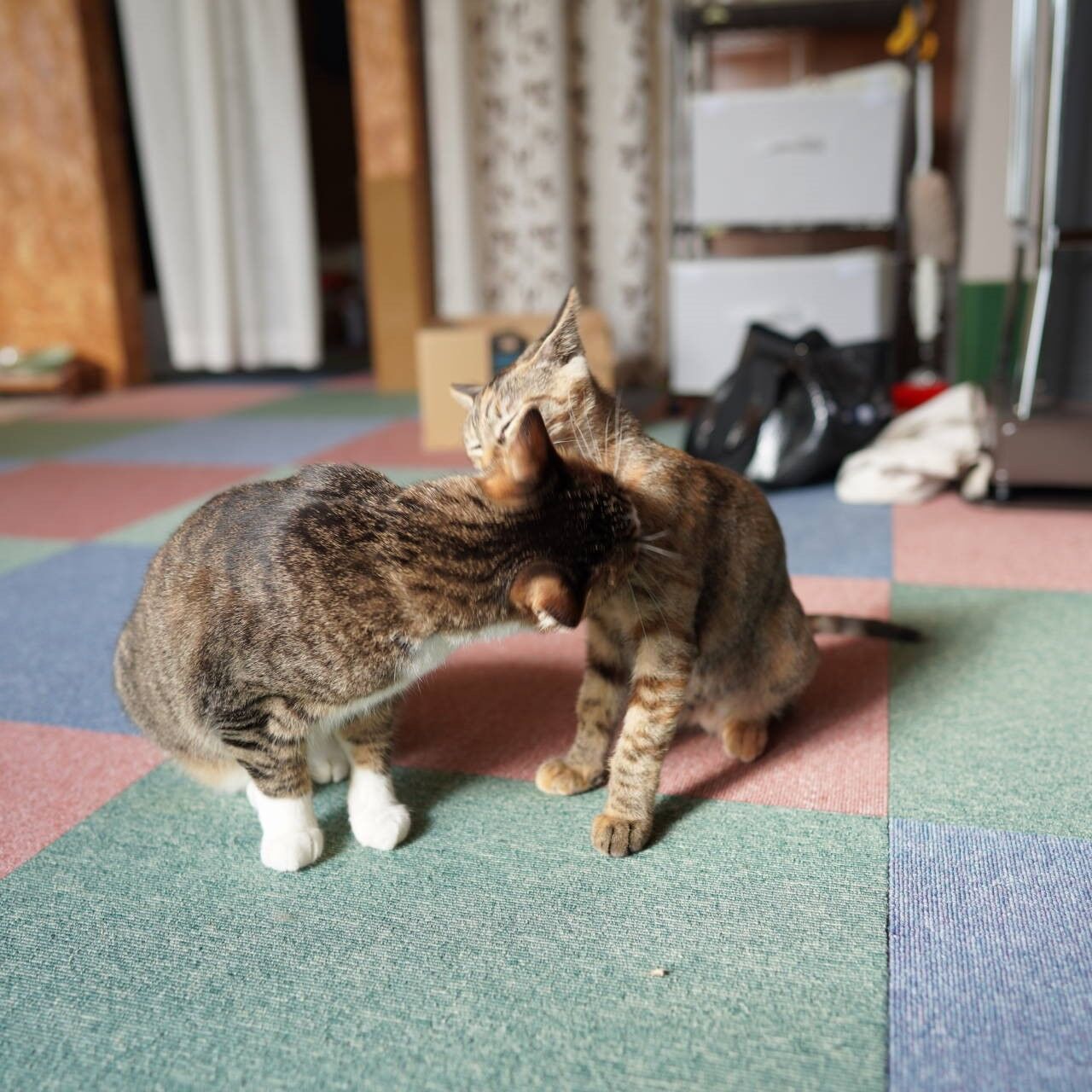 仲良しっぽい愛猫と子猫と妨害が通常行動の子猫と 子猫その116 猫1548 ねことアパートと1人暮らし とらやんとおらと