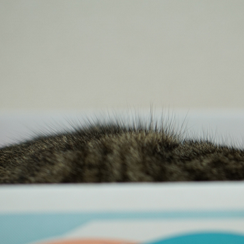 猫の抜け毛3