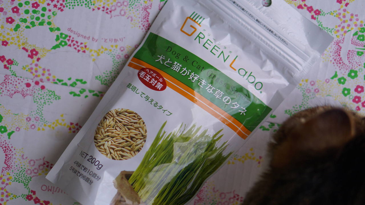 猫348 猫草水耕栽培してみるんずヾ ﾉ 部屋で緑を育てたい年頃なので ねことアパートと1人暮らし とらやんとおらと