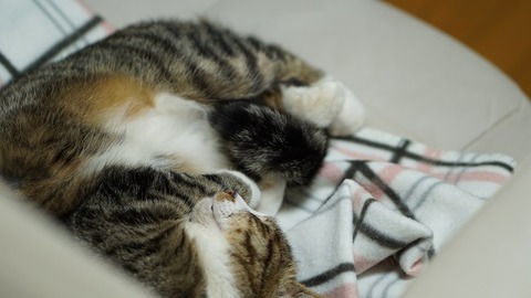 昼寝猫2