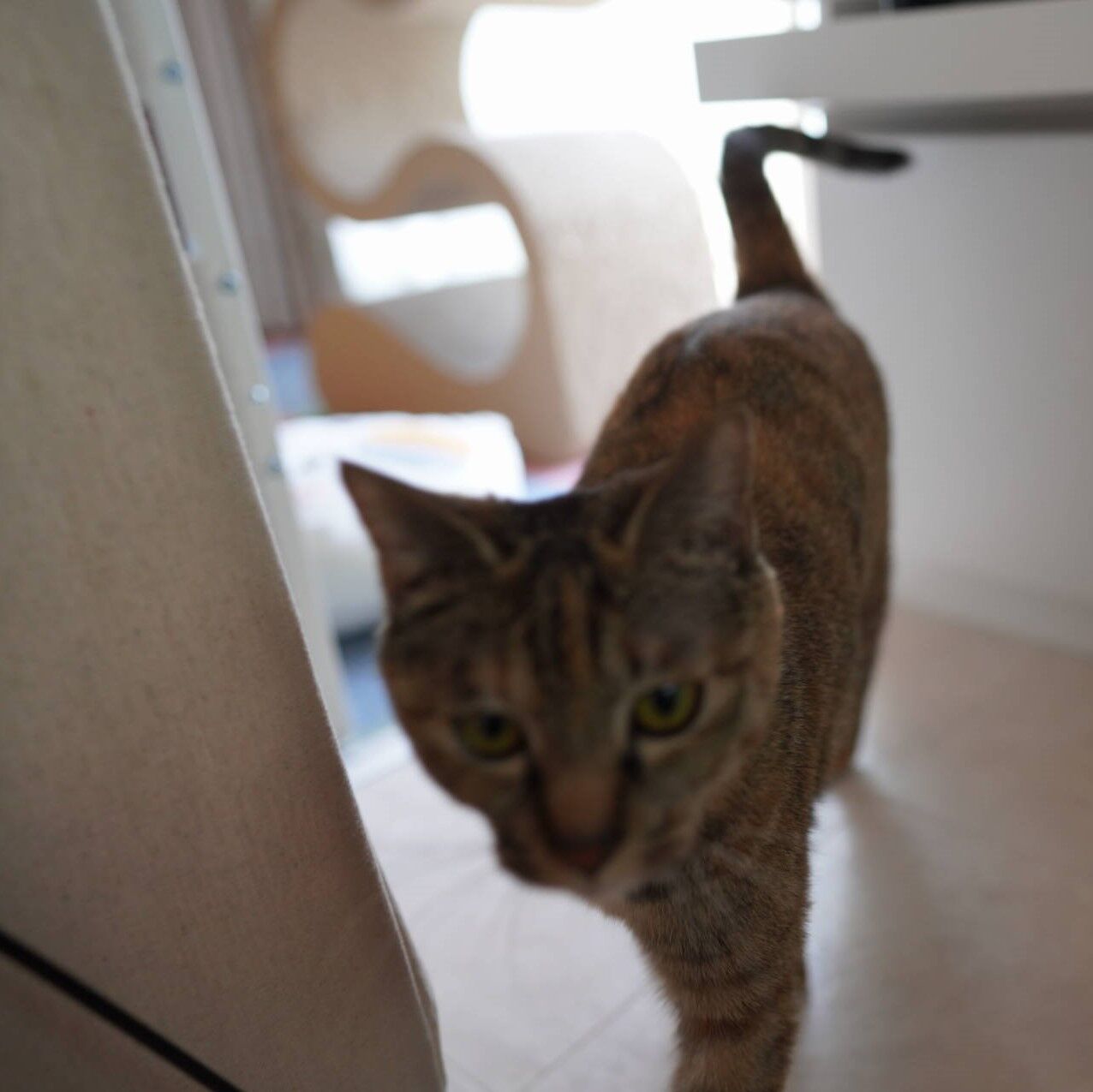 ウロウロするぞ気を受けろヽ D ﾉ台所で襲撃される飼い主 猫1700 ねことアパートと1人暮らし とらやんとおらと