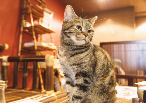 はよきめろ