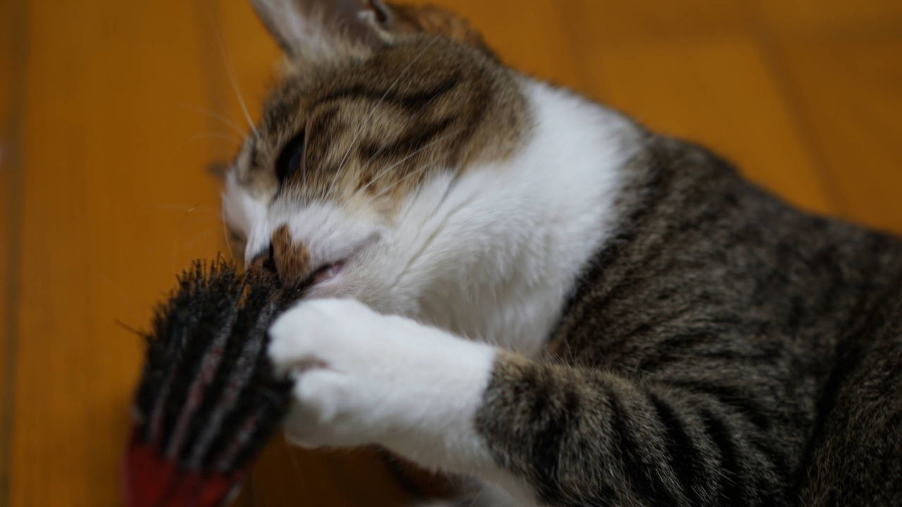 猫5 ついに毛刈り ブラッシング 好きになったs D ﾉ ﾉ とらがブラシと戯れてる話 ねことアパートと1人暮らし とらやんとおらと
