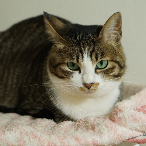 にらむねこ1