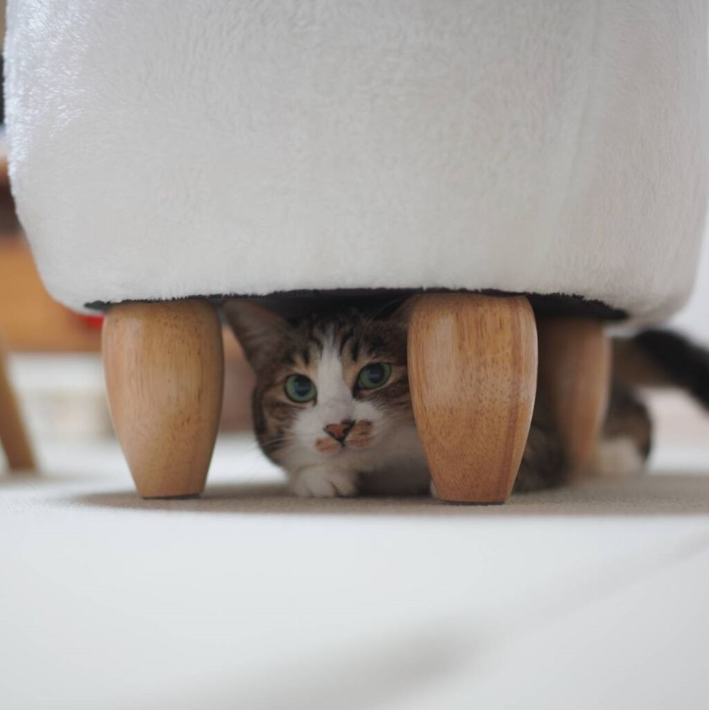 猫976 元子猫に流血させられる飼い主と椅子にもぐる愛猫と ねことアパートと1人暮らし