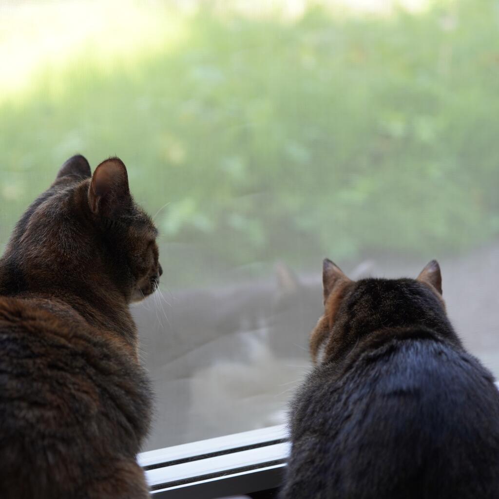 きつね追いかけまわしてるっぽい野良猫と我が家の猫の集会(猫2481