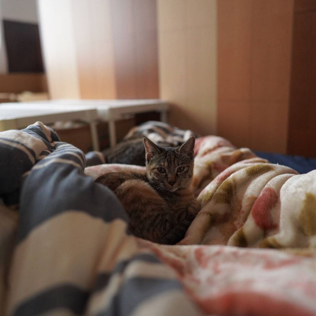 猫の違いが判らない飼い主と布団占拠の猫ズと 子猫その146 猫1579 ねことアパートと1人暮らし とらやんとおらと