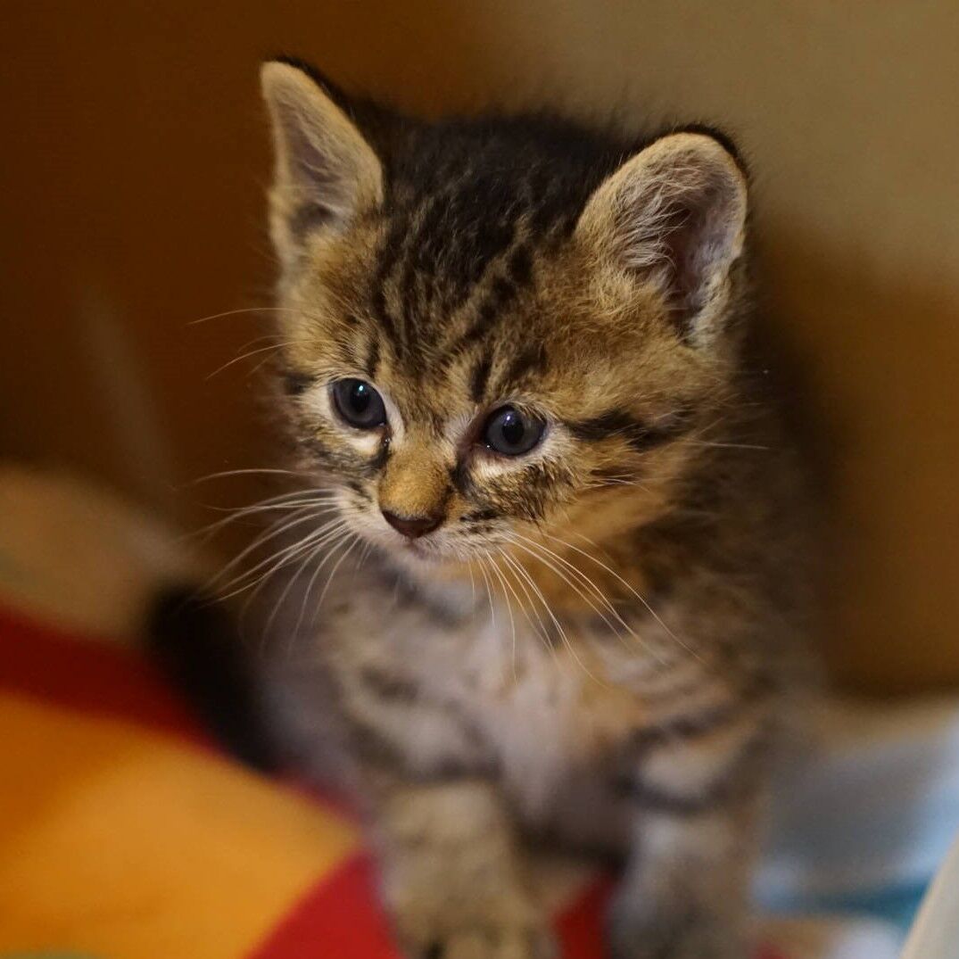 猫1424 子猫と野良ぬこと武力介入について ねことアパートと1人暮らし とらやんとおらと