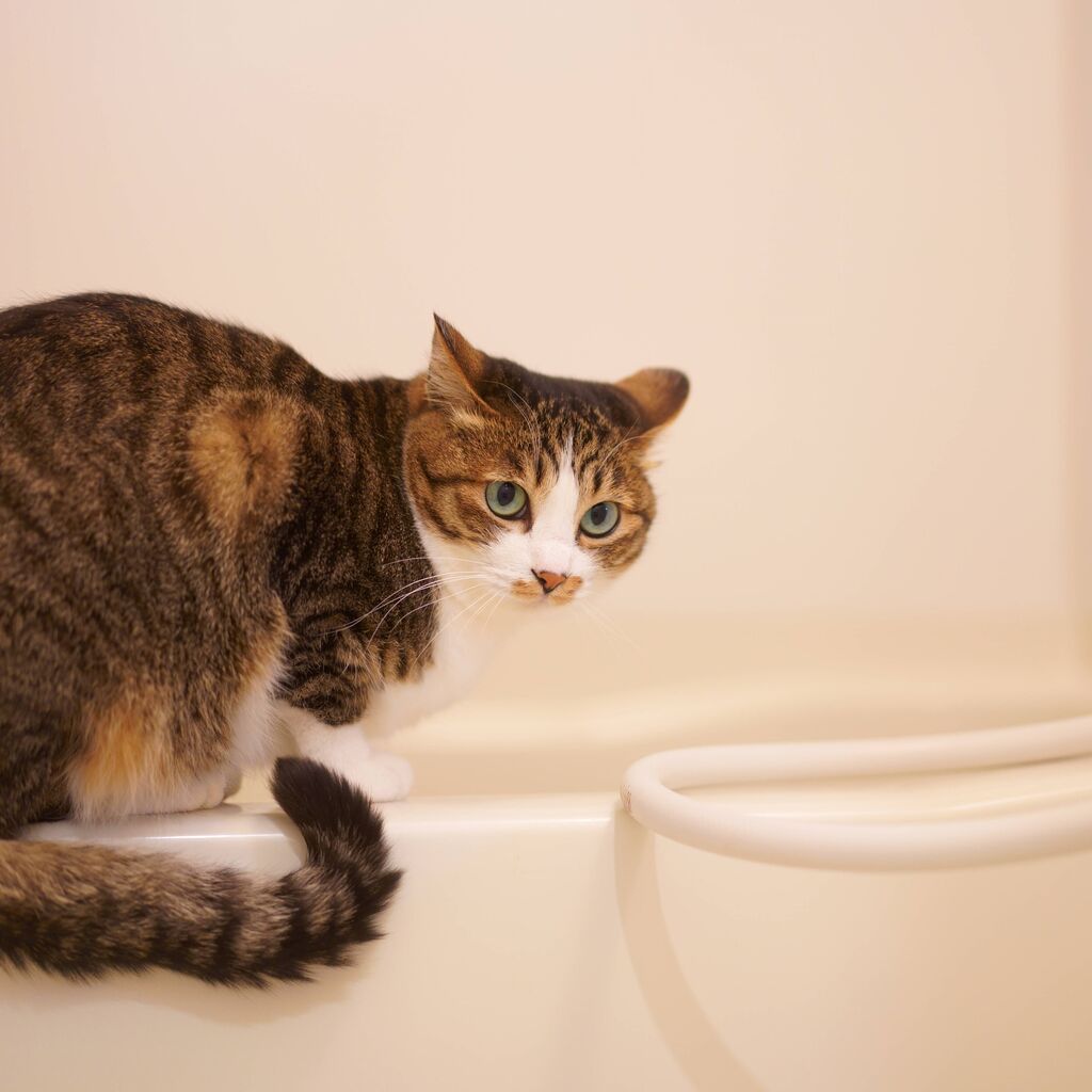 猫1012)自宅待機になりそうな飼い主とお湯がたまるのを見守る愛猫と