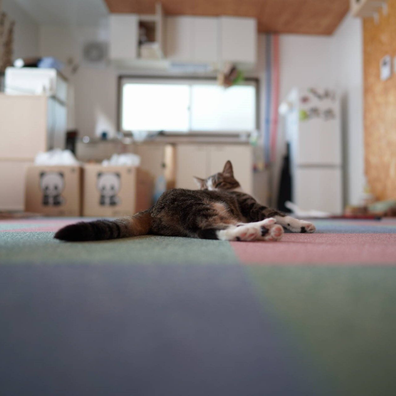 猫1364)ゴミ袋スタンドが気になる飼い主とやっぱり扉が気になる愛猫と